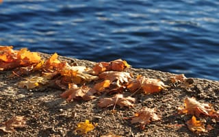 Картинка берег, желтые, листья, бетон, осень, вода