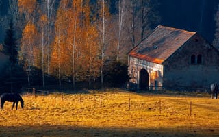 Картинка осень, дом, трава, ель, лошадь, деревья, природа