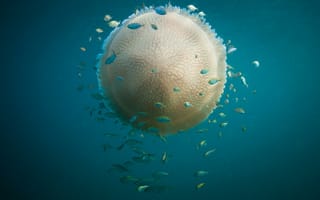 Картинка медуза, подводный мир, океан, рыбки