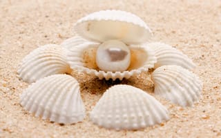 Картинка природа, жемчужина, pearl, seashells, морские ракушки, nature, песок, sea, море, sand