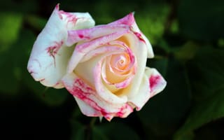 Картинка роза, белая, макро