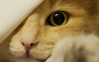 Картинка кошка, подглядывает, лапка, глаз, нос