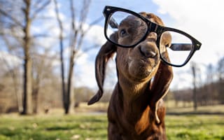 Картинка Goat, очки