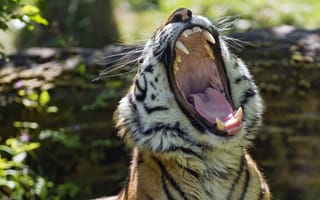 Картинка тигр, пасть, язык, хищник, клыки, зевает, морда, дикая кошка