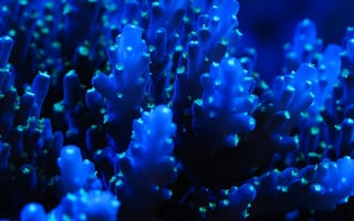 Картинка море, морские обитатели, кораллы, blue, sea​​, sea creatures, синий, coral
