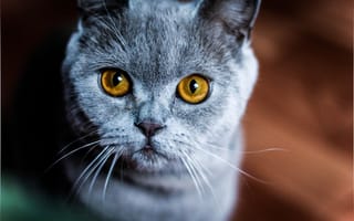 Картинка кошка, желтые глаза, макро, окрас, уши, взгляд, животное, породистая