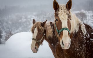Картинка кони, пара, лошади, морда, грива, челка, зима, снег