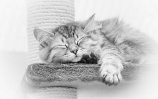 Картинка кошка, когтеточка, сон, чёрно-белая