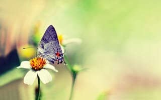 Картинка бабочка, цветок, розмытость
