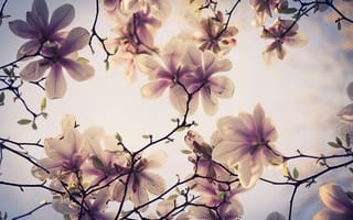 Картинка магнолия, дерево, весна, ветки, цветы
