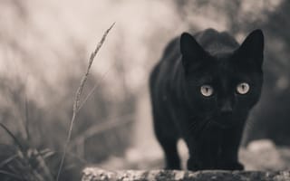 Картинка кошка, черная, смотрит