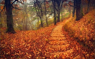 Картинка nature, trees, walk, road, colorful, листья, leaves, forest, шаги, лес, autumn, природа, park, дорога, осень, steps, парк, path, деревья, fall, colors