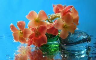 Картинка вода, капли, цветок, лепестки