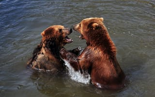 Картинка медведь, игра, пара, водоём, купание