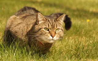 Картинка кот, трава, ошейник, взгляд, сидит, смотрит