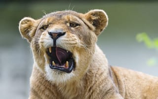 Картинка львица, кошка, ©Tambako The Jaguar, зевает