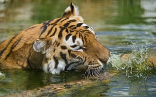 Картинка тигр, купание, водоем, дикая кошка, вода, брызги, морда