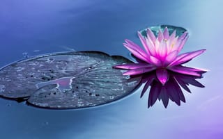 Картинка пруд, вода, водяная лилия, цветок
