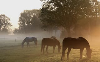 Картинка утро, кони, туман