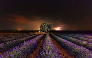 Картинка Испания, пейзаж, тучи, цветы, гроза, природа, лаванда, поле, звезды, небо, ночь, дерево