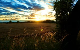 Картинка пррода, пейзаж, солнца, утро, небо, лучи, поле, пшеница, колоски