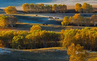 Картинка Китай, осень, холмы, лошади, природа, березы, плато Башан, деревья