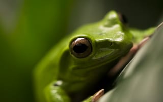 Картинка лягушка, макро, зеленый