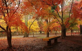 Картинка парк, листья, осень, деревья, скамья