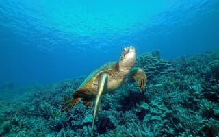 Картинка черепаха, море, океан, кораллы