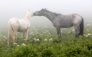 Картинка кони, поле, туман