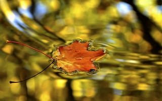 Картинка Осень, вода, кленовый, лист, капельки, гладь