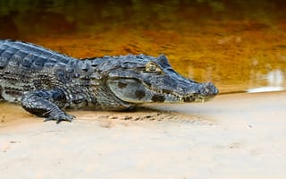 Картинка крокодил, аллигатор, хищник, песок, зубы, река
