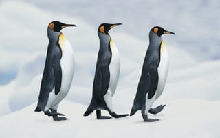 Картинка императорские, шагают, снег, пингвины