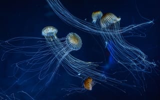 Картинка медузы, танцы, щупальца, морское дно