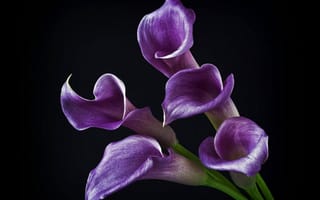 Картинка цветы, блестящие, каллы, фиолетовые, черный