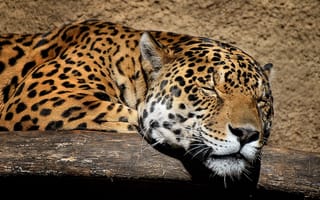 Картинка ягуар, спит, морда