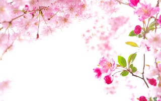 Картинка весна, сакура, природа