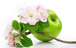 Картинка яблоко, цветы, ветка яблони