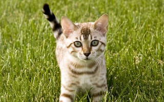 Картинка cat, кот, котэ, трава, киска, котенок, киса, кошка