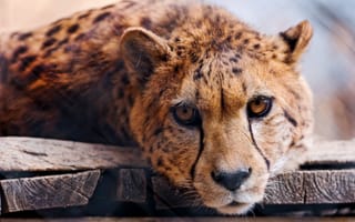 Картинка гепард, cheetah, хищник, взгляд