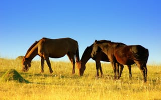 Картинка кони, поле, лето