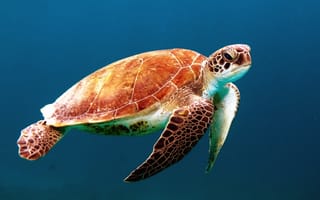 Картинка черепаха, морская, голова, ласты, панцирь, море