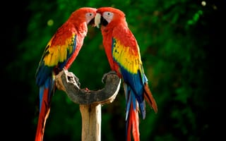 Картинка попугаи, жердочка, разноцветные, яркие