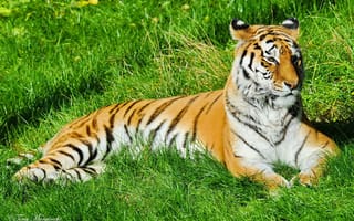 Картинка Тигр, отдых, лежит, полоски, морда, на траве, усы
