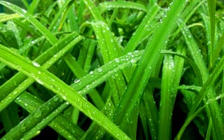 Картинка Макро, роса, зелень, трава