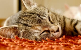 Картинка кот, закрыты, глазки, ковер, спит