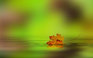 Картинка осень, лист, вода
