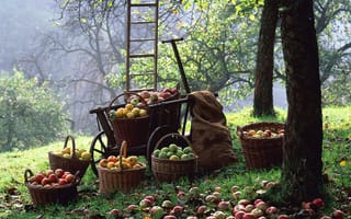 Картинка Яблоки, урожай, корзины