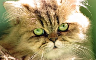 Картинка кошка, зелёные, морда, кот, шерсть, глаза