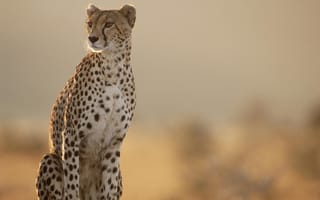 Картинка Гепард, Cheetah, разглядывает, даль